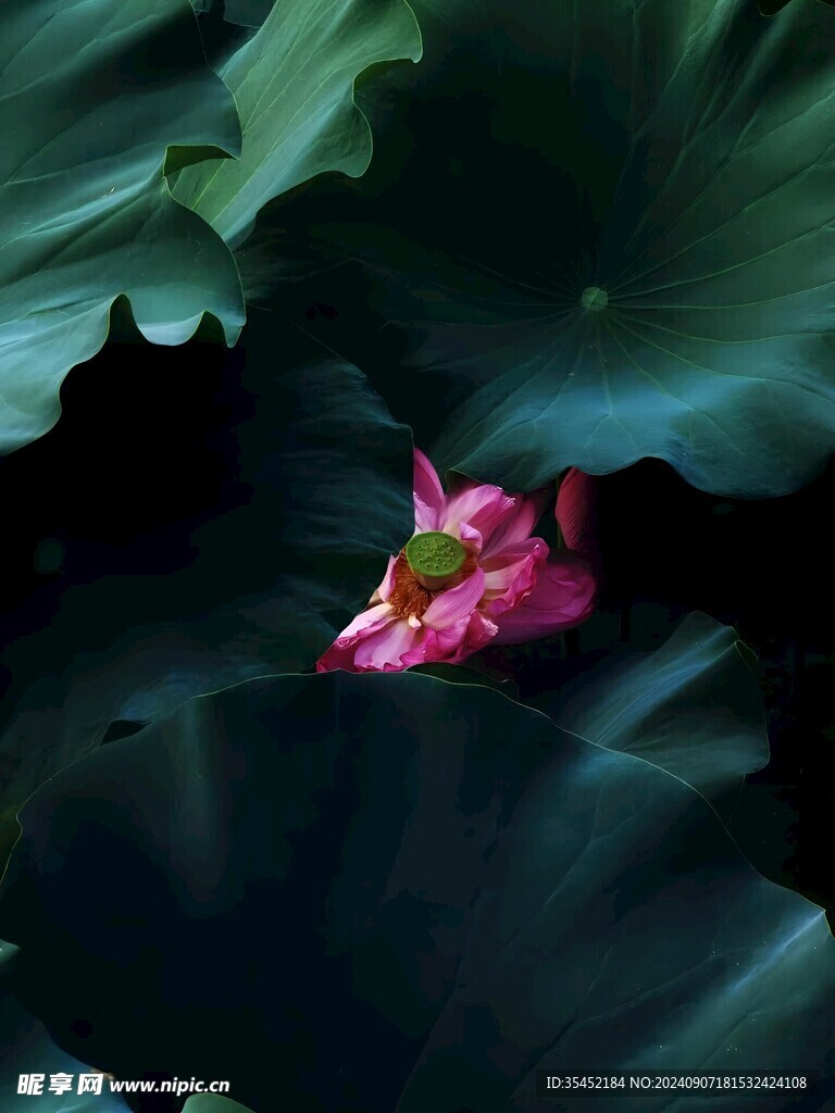 荷花