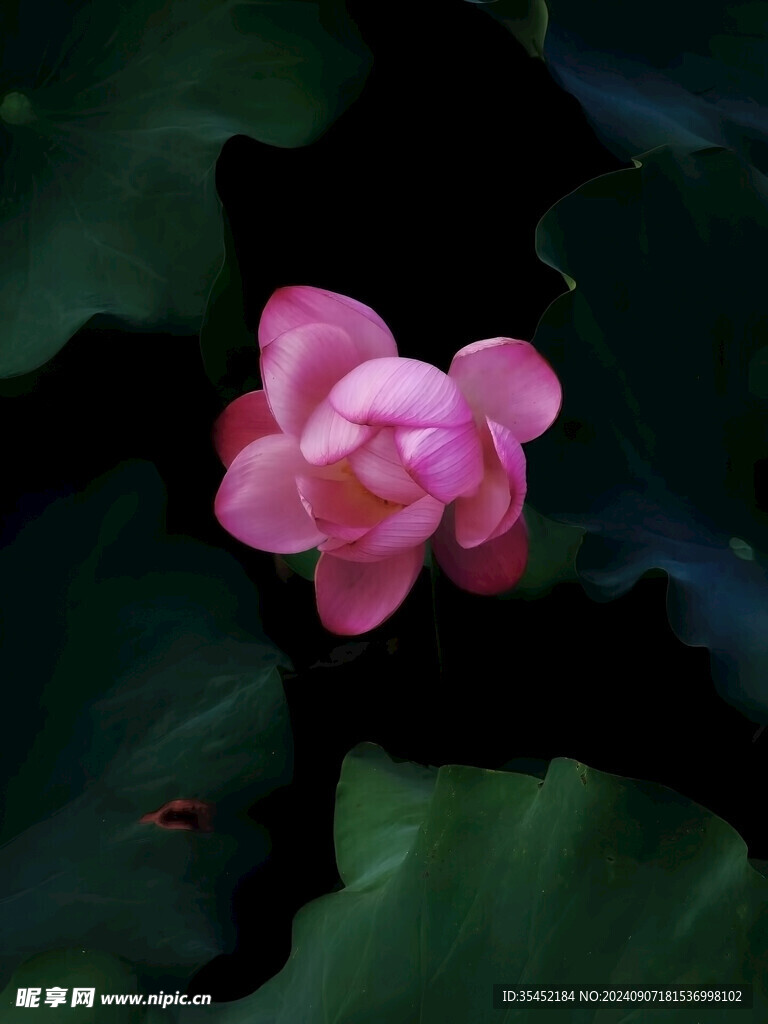 荷花
