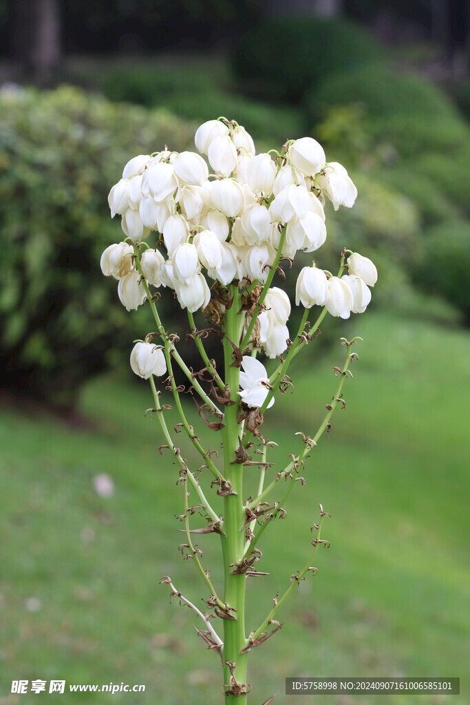 剑叶丝兰花开