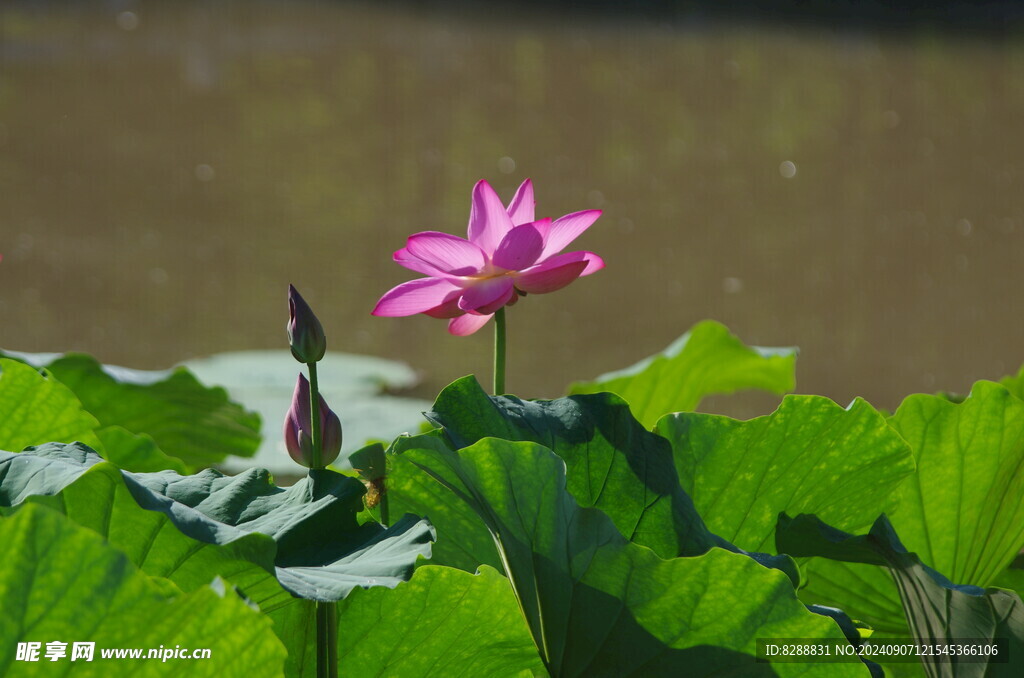 荷花