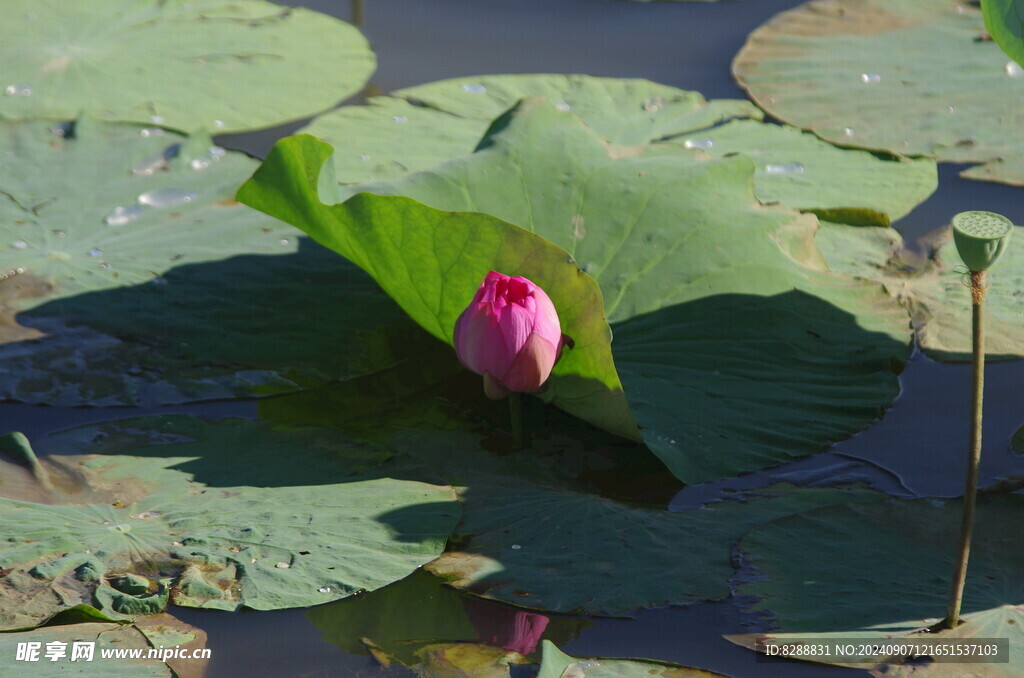 荷花