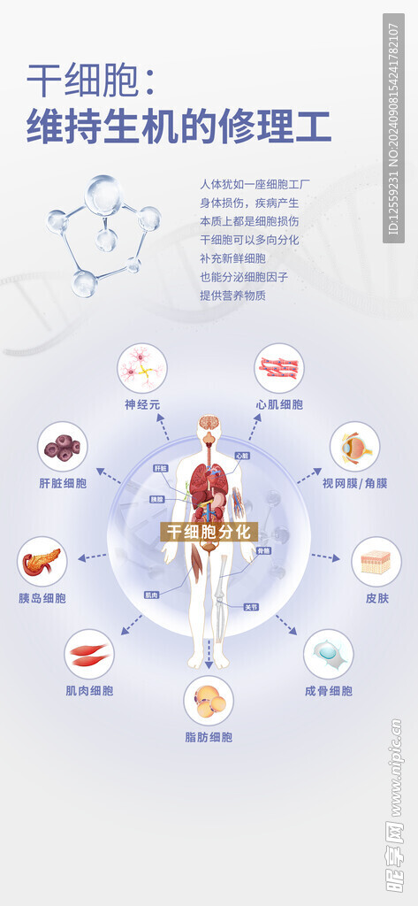 干细胞成分海报