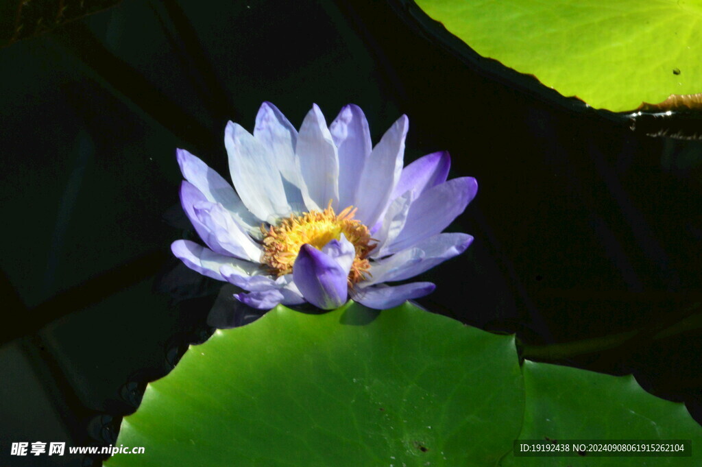 睡莲花  