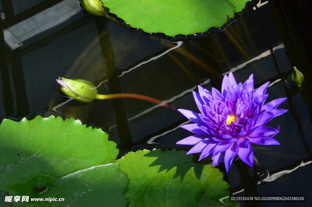 睡莲花 