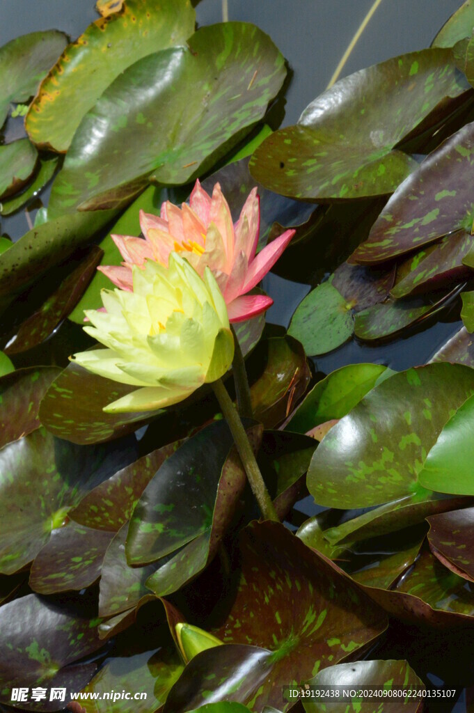 睡莲花  