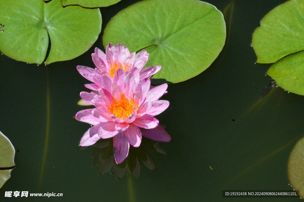 睡莲花 