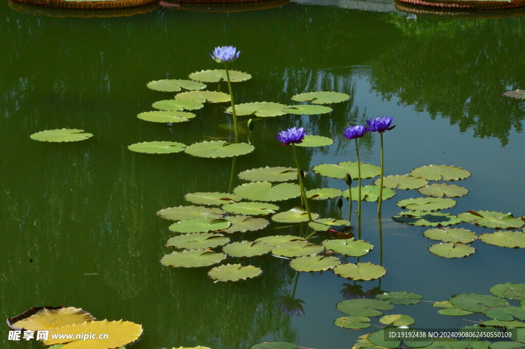 睡莲花  