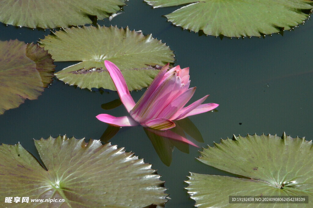 睡莲花  