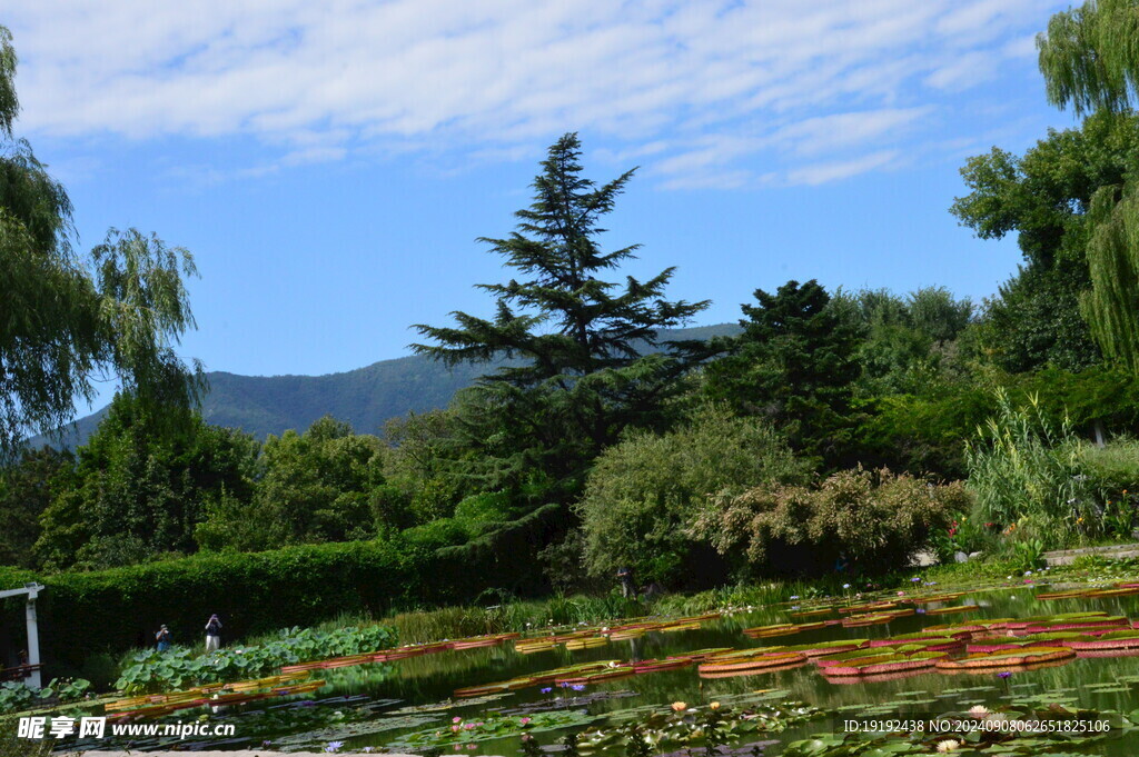 荷塘风景 