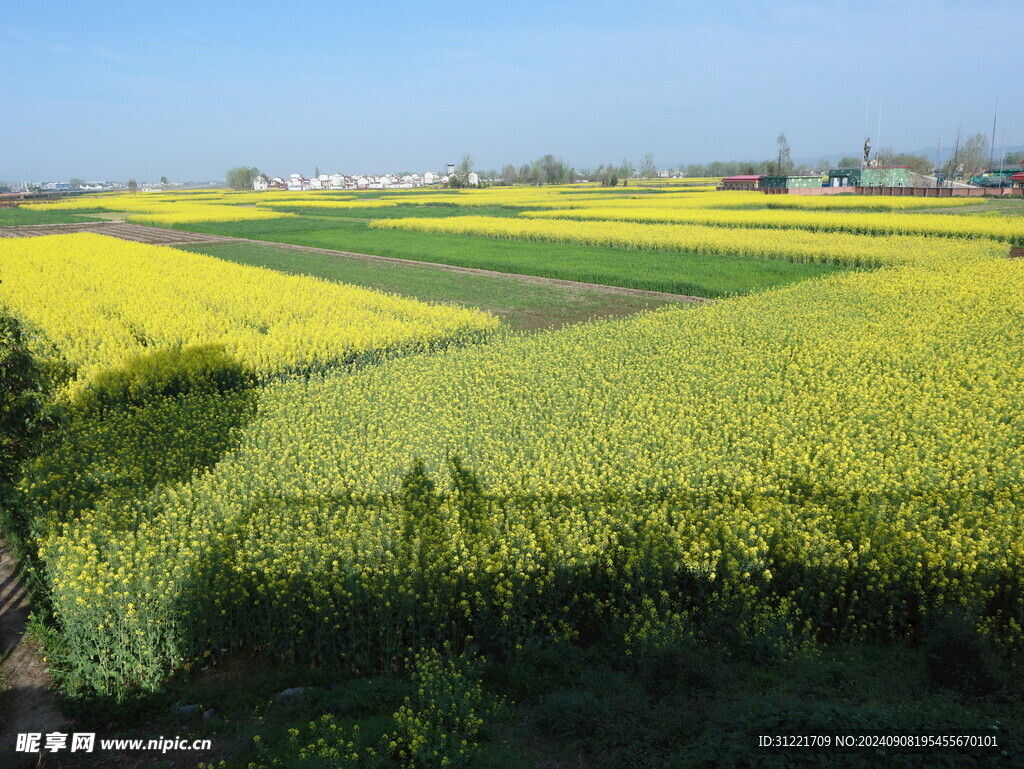 油菜花