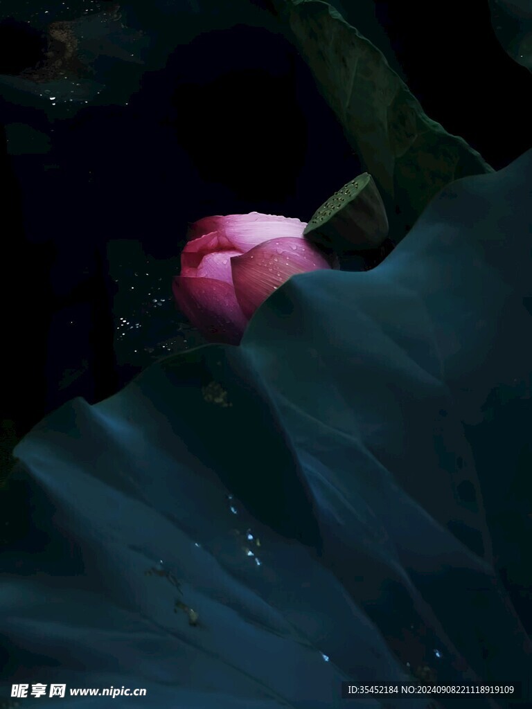 荷花