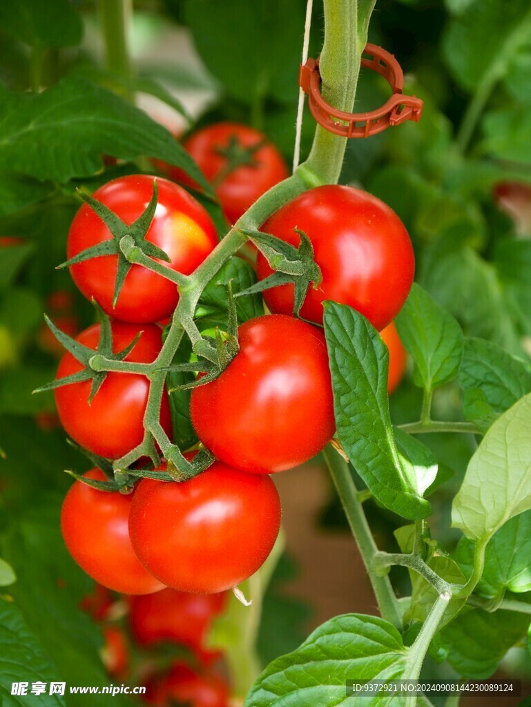 番茄