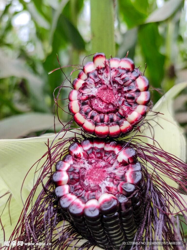 玉米棒子