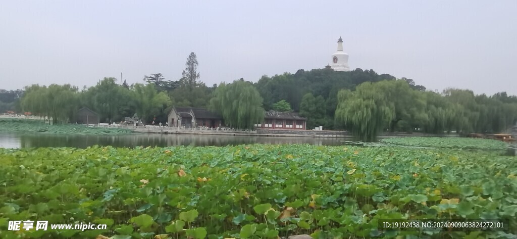 荷塘荷叶 