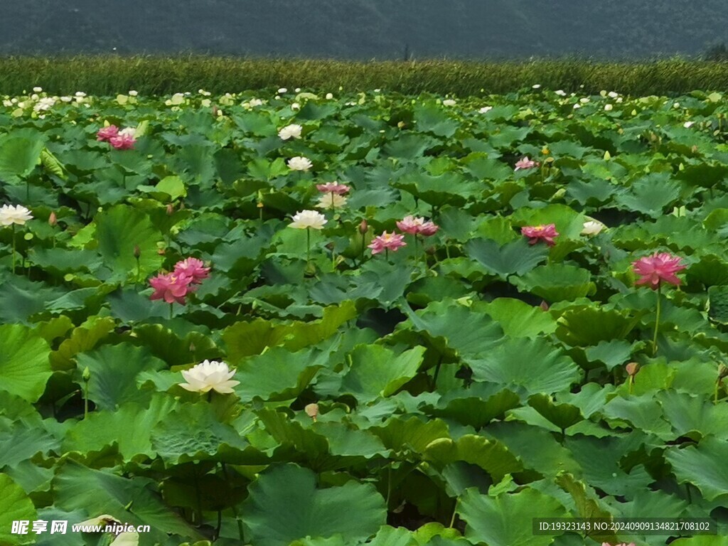 夏日荷田