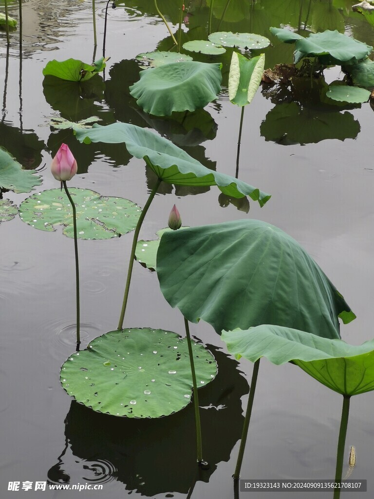 夏日莲花