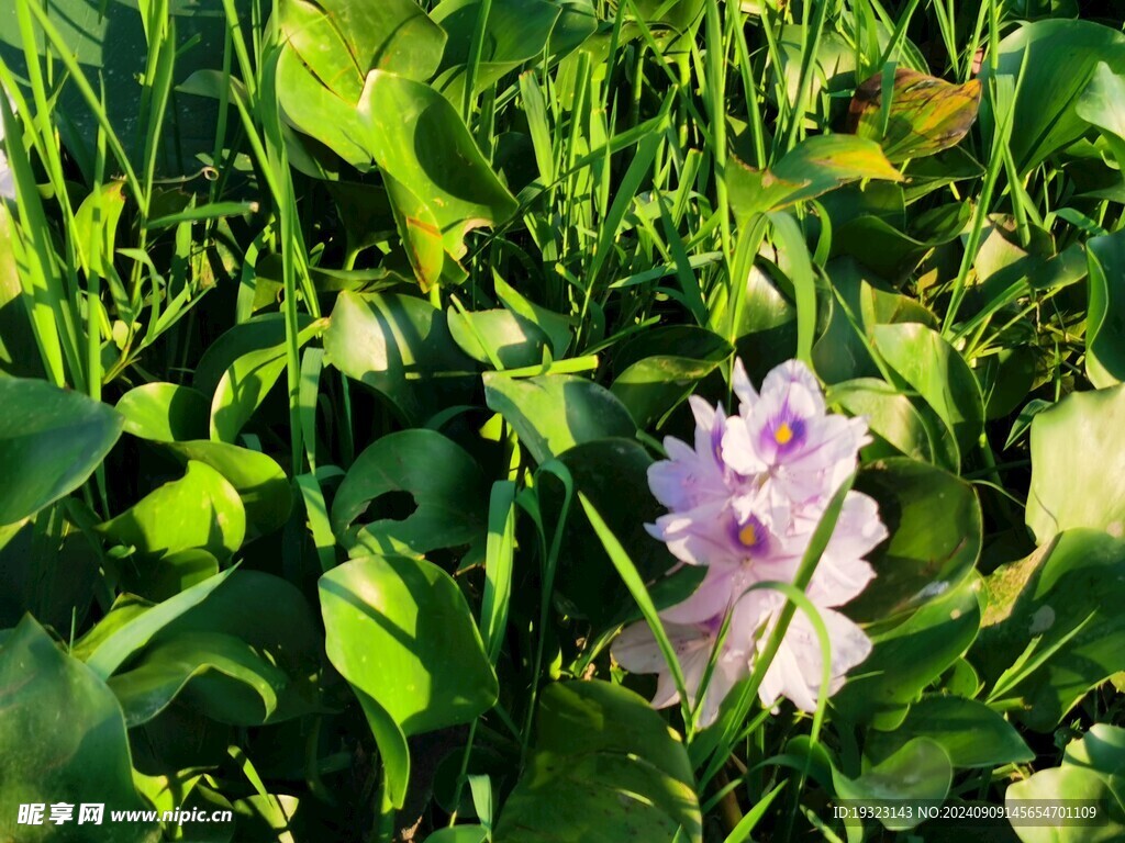 菱花