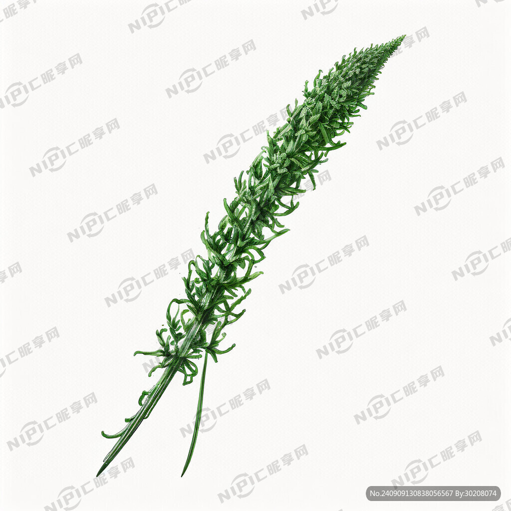 鬼针草手绘