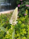 草花