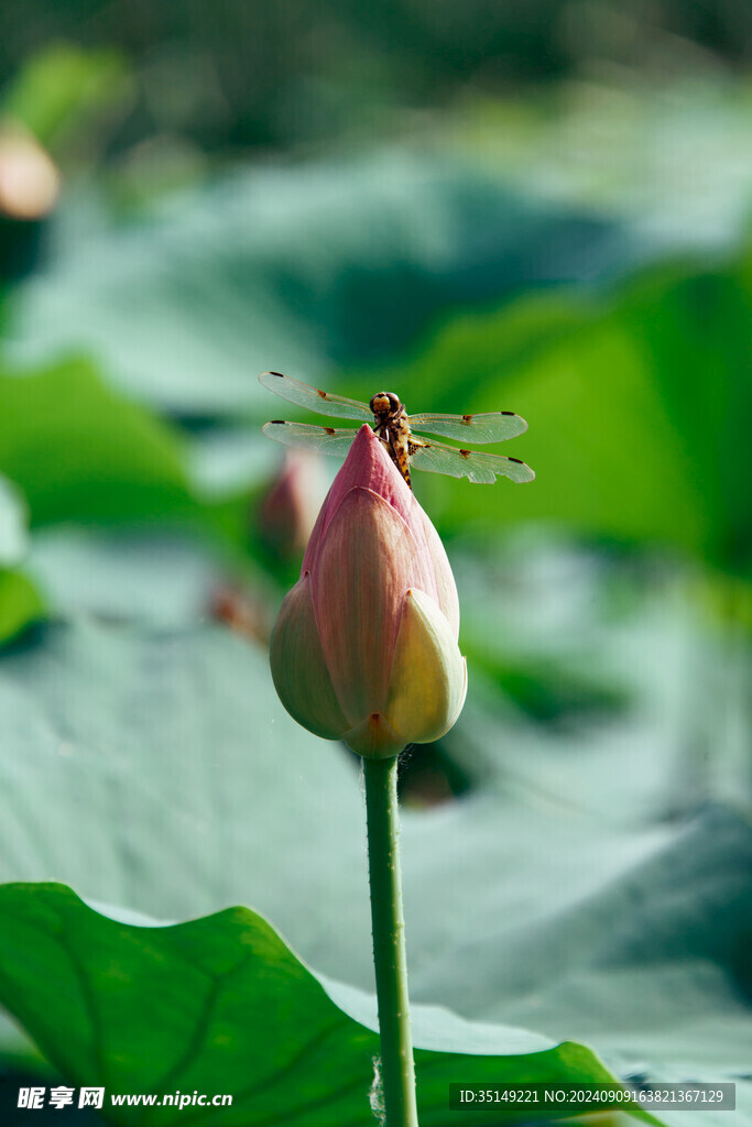 荷花