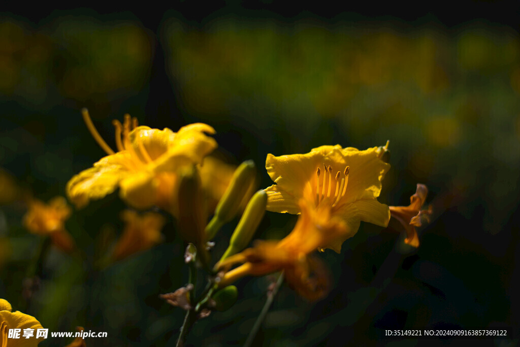 黄花菜