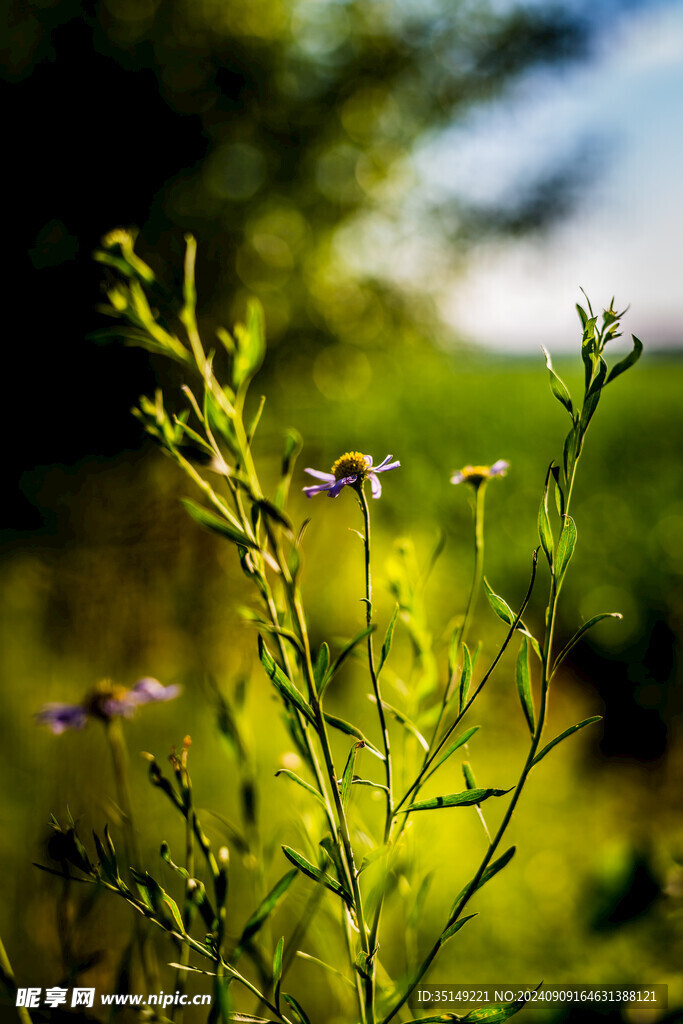 野菊花