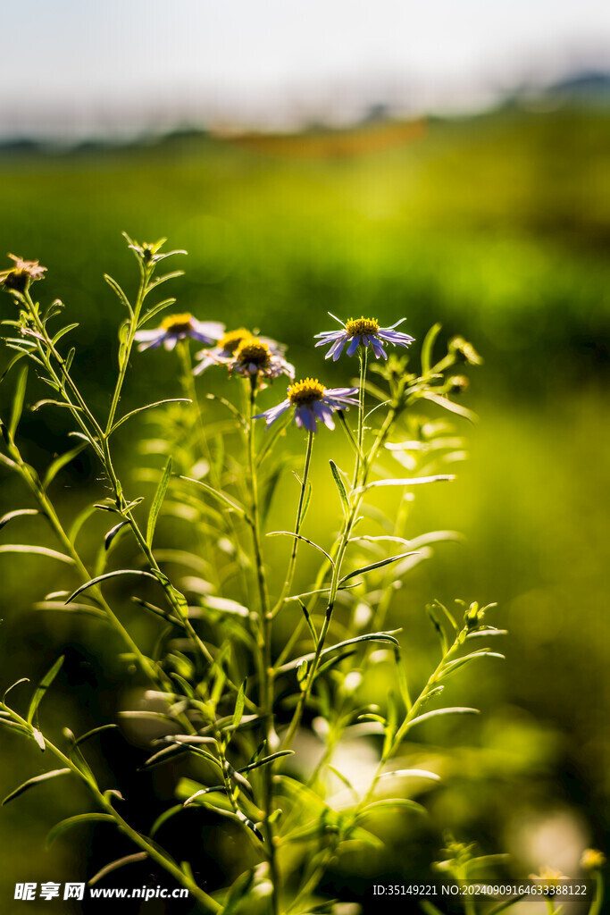 野菊花