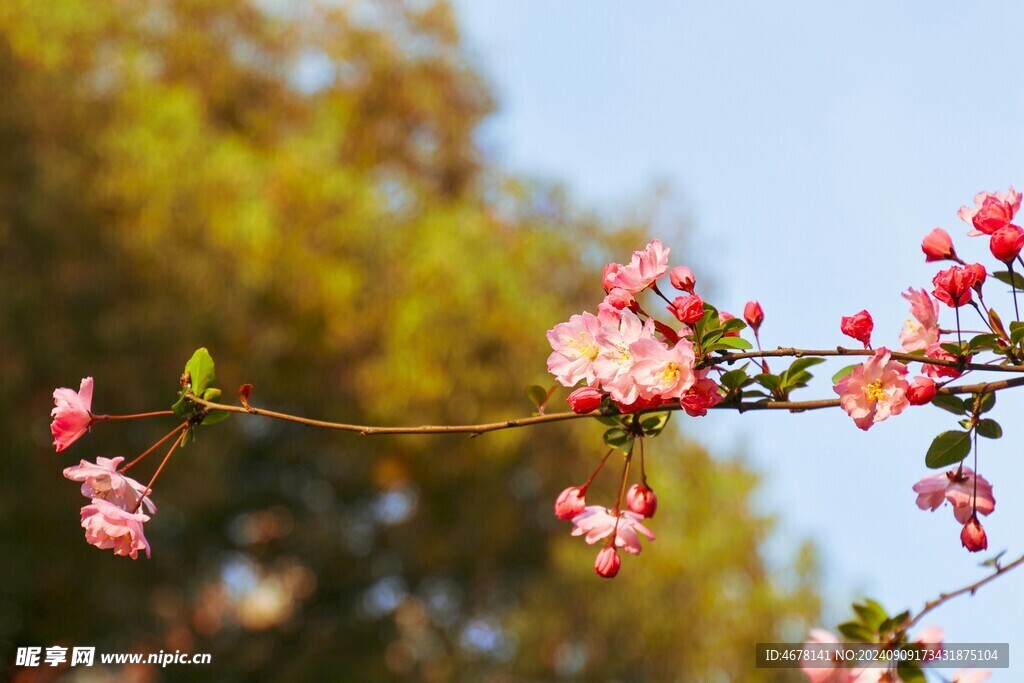 花