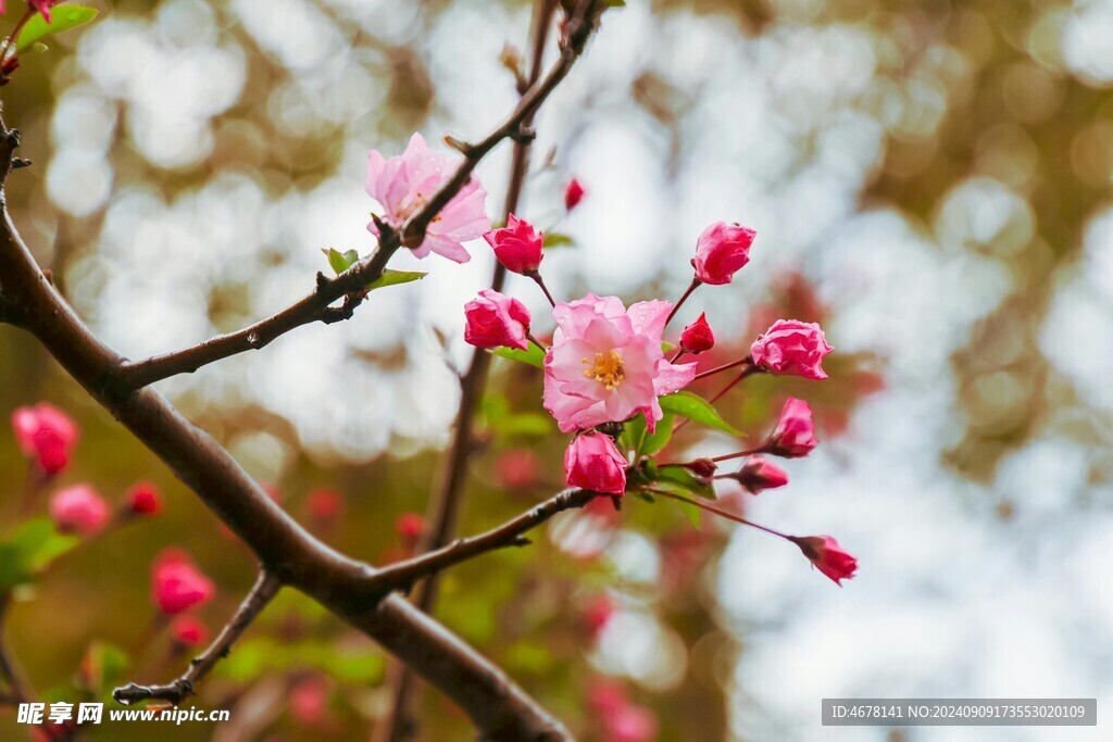 花