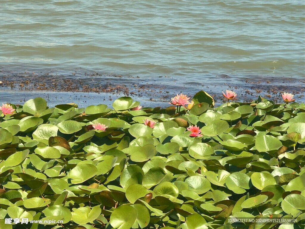 芙蓉花