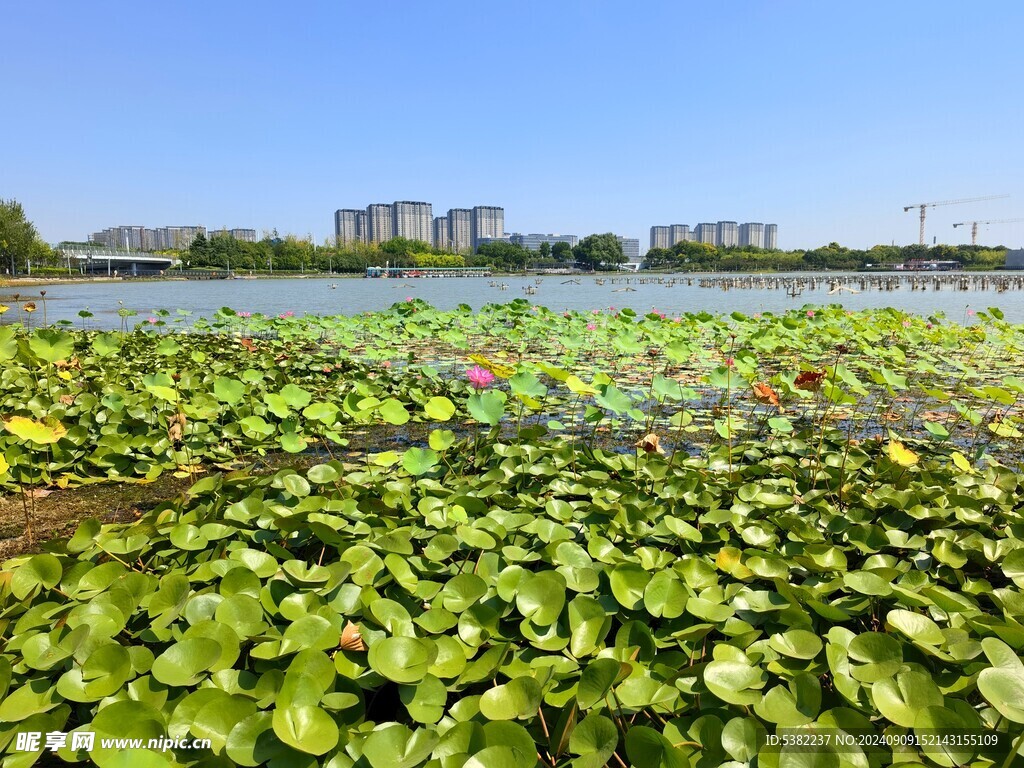 湿地公园全景