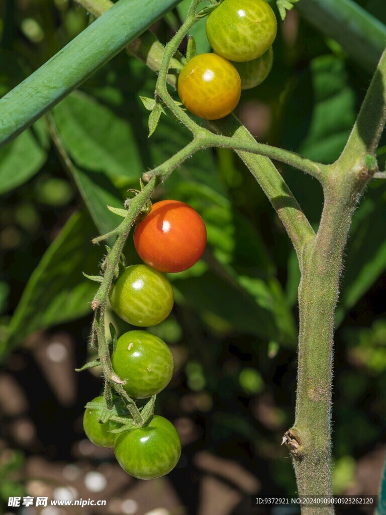 番茄