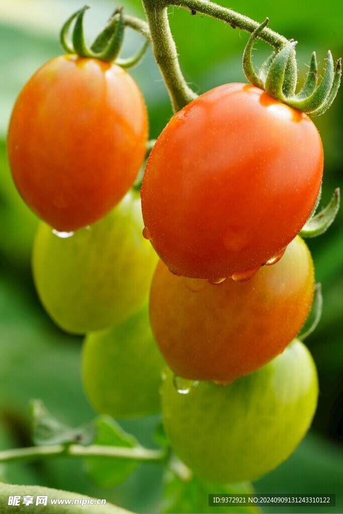 番茄