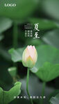 夏至节气海报