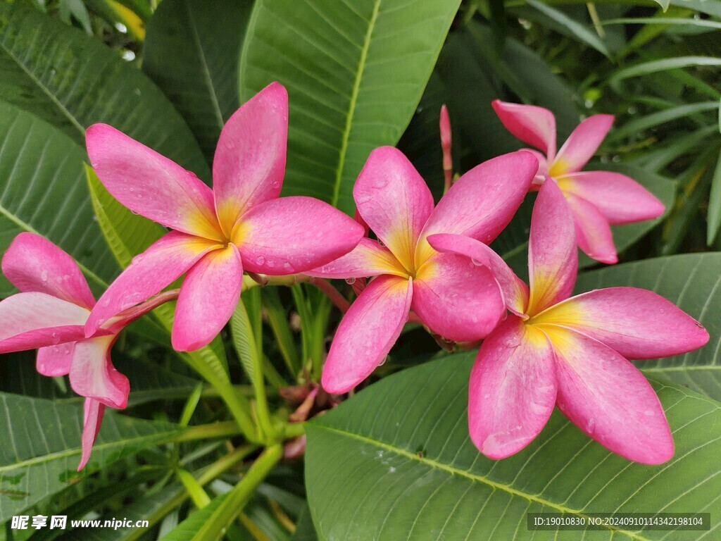 红色鸡蛋花