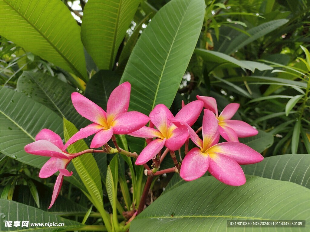 红色鸡蛋花