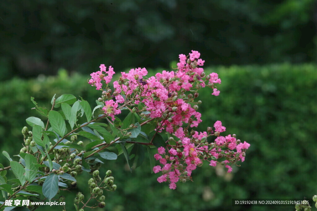 紫薇花 