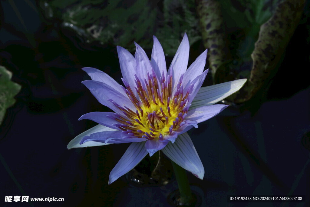 睡莲花 