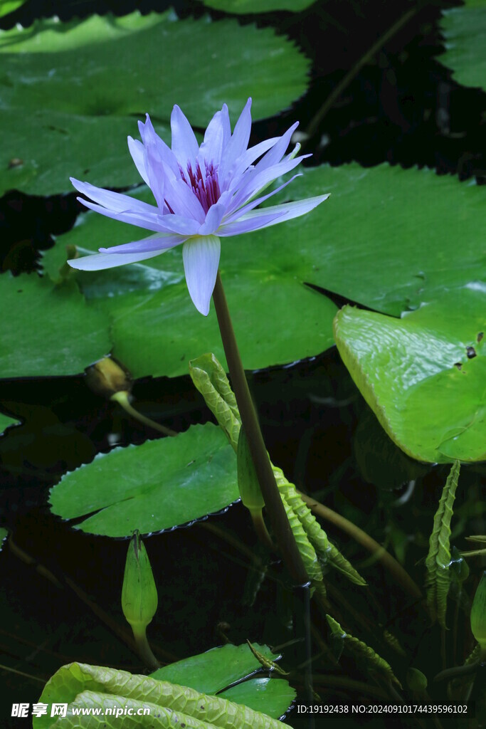 睡莲  