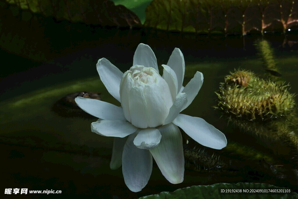 睡莲花 