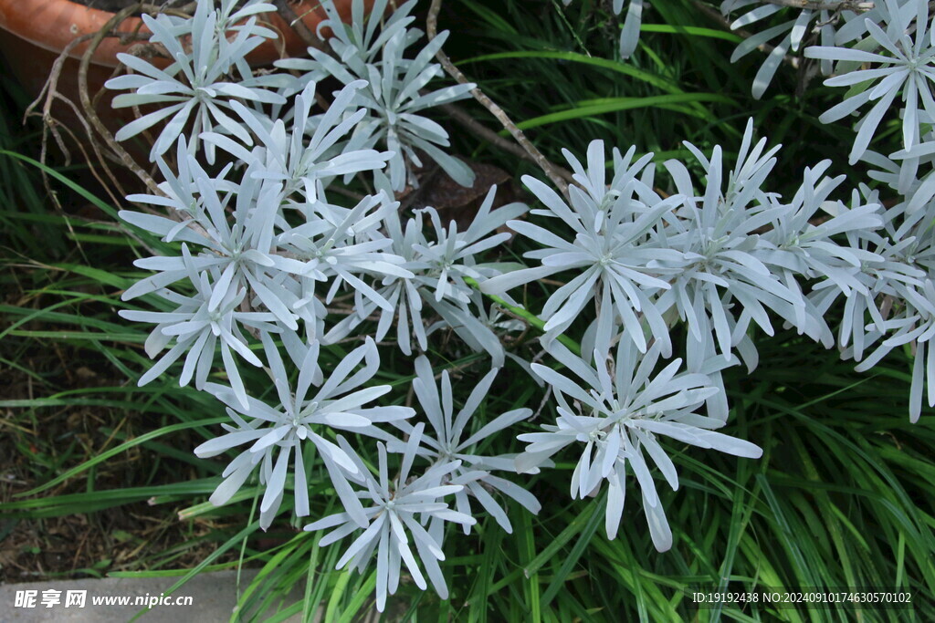 芙蓉菊  