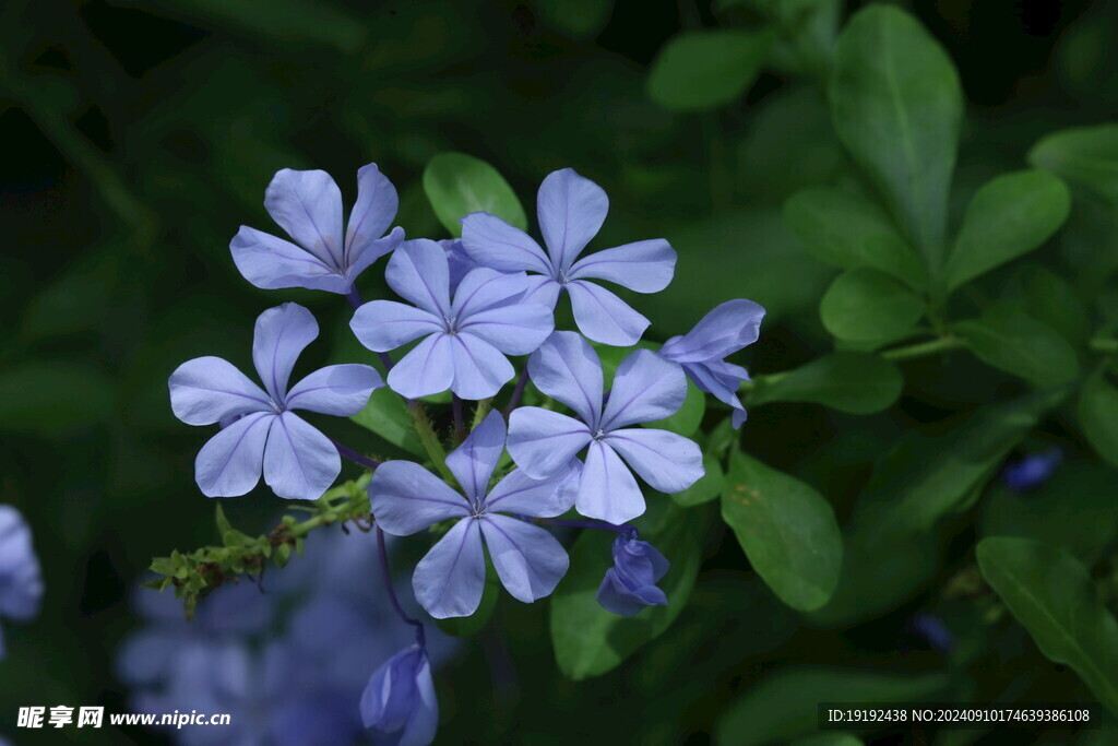 蓝雪花 