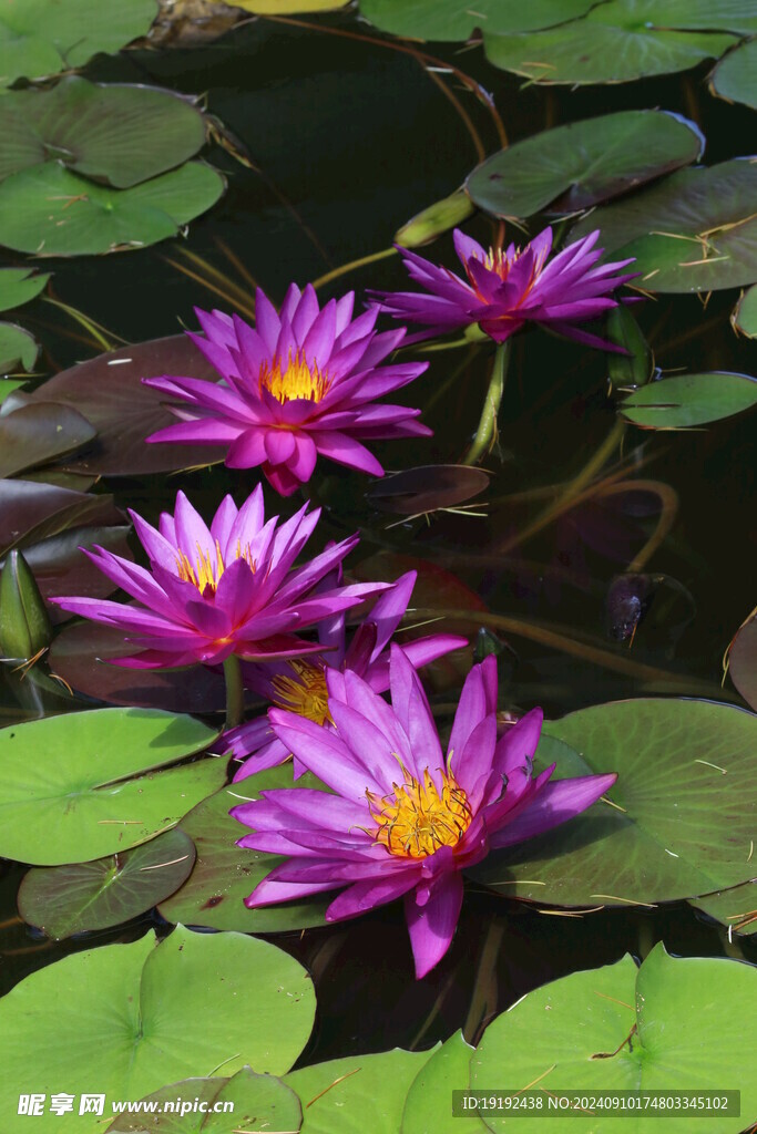 睡莲花  