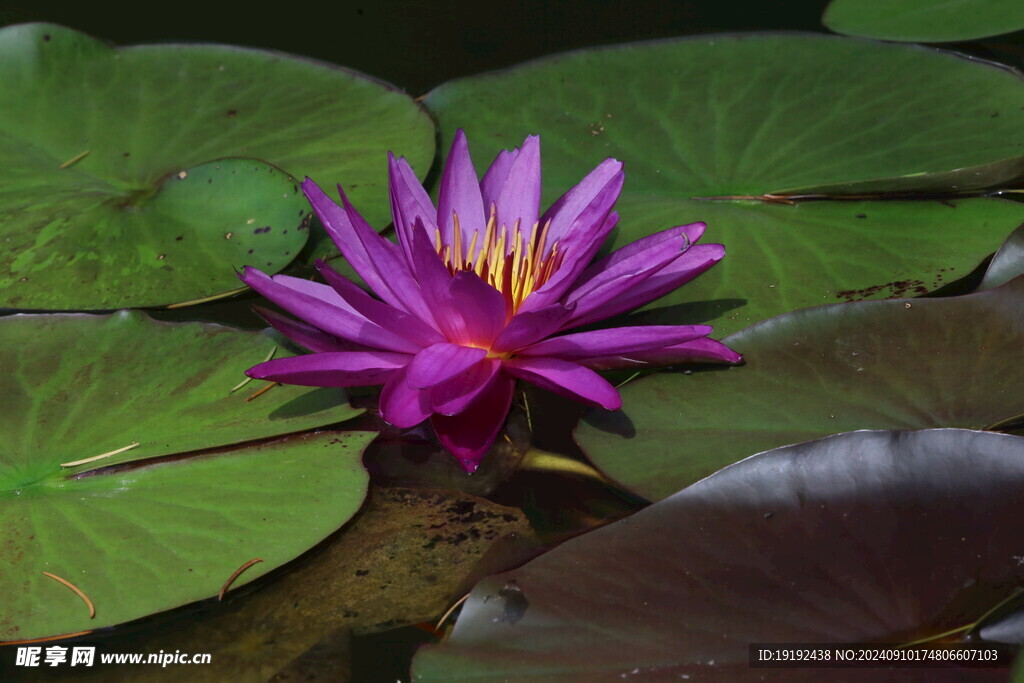 睡莲花  