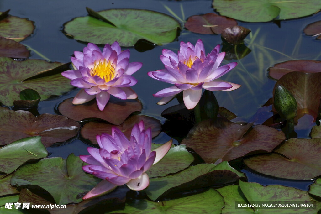 睡莲花 