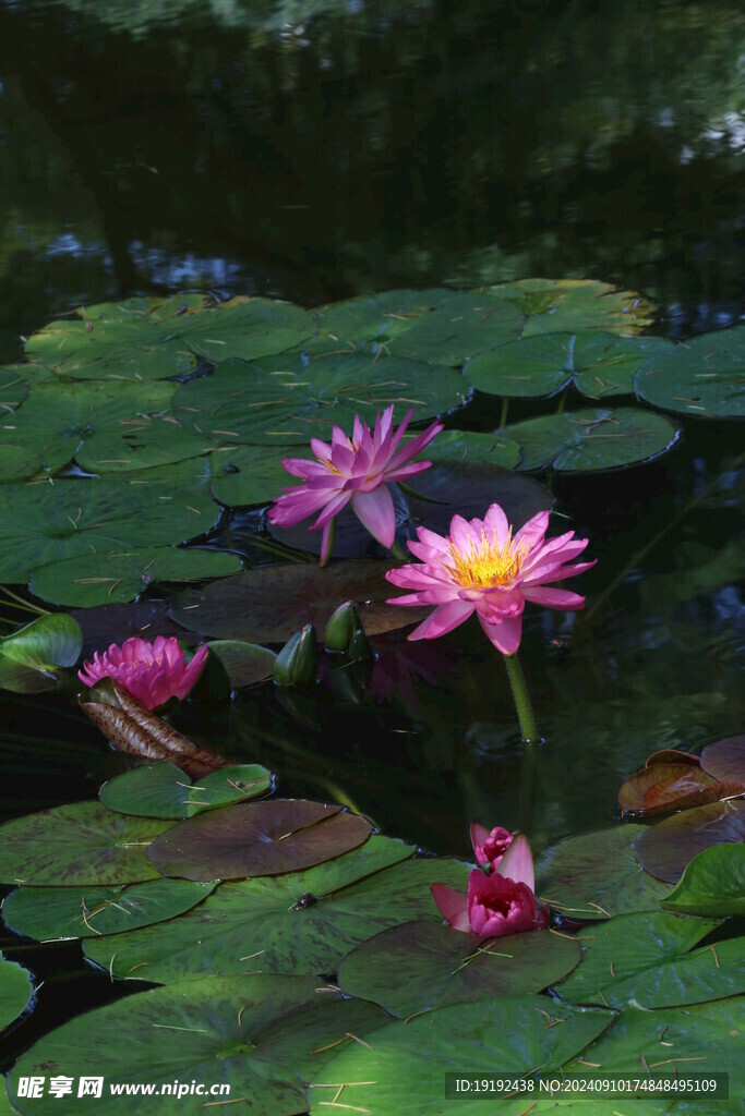 睡莲花  