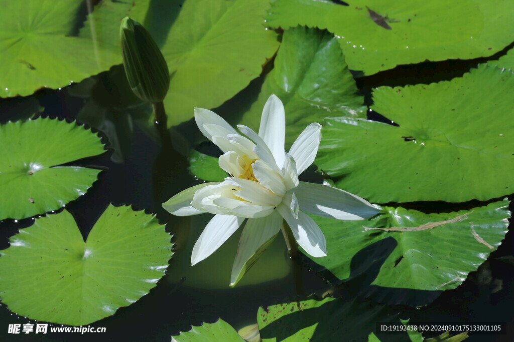 睡莲花  