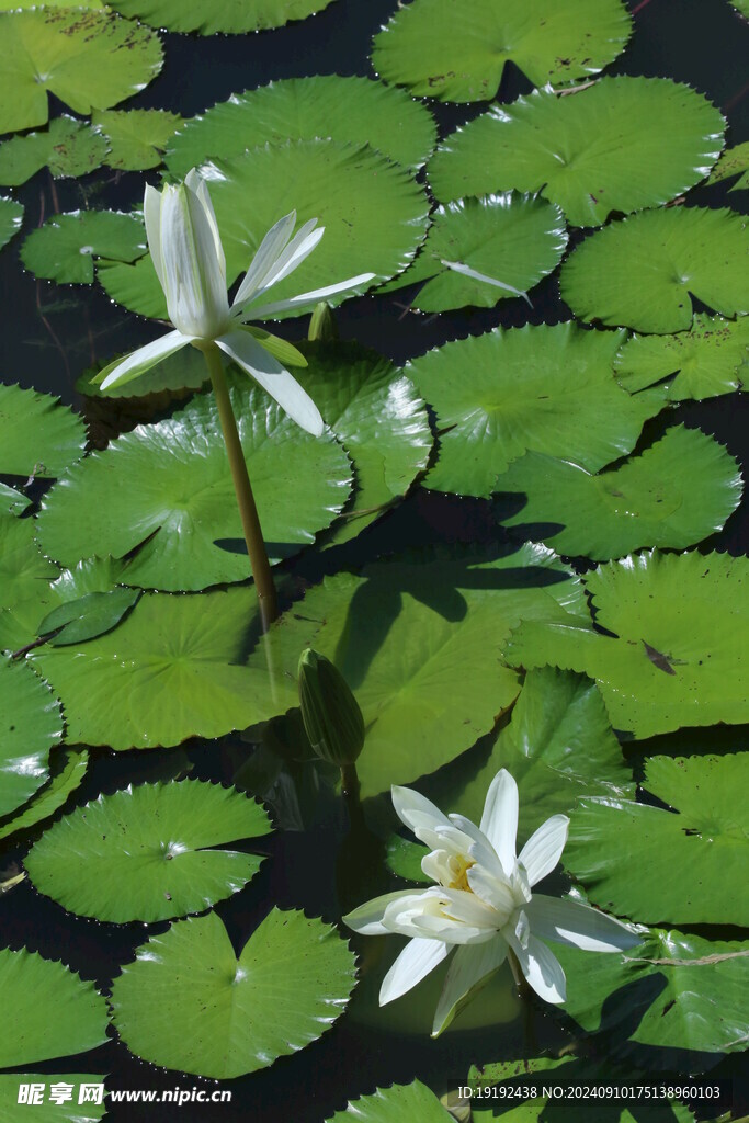 睡莲花  