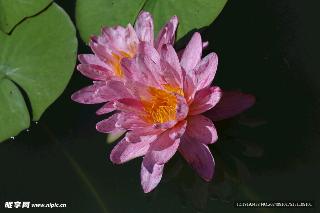 睡莲花  
