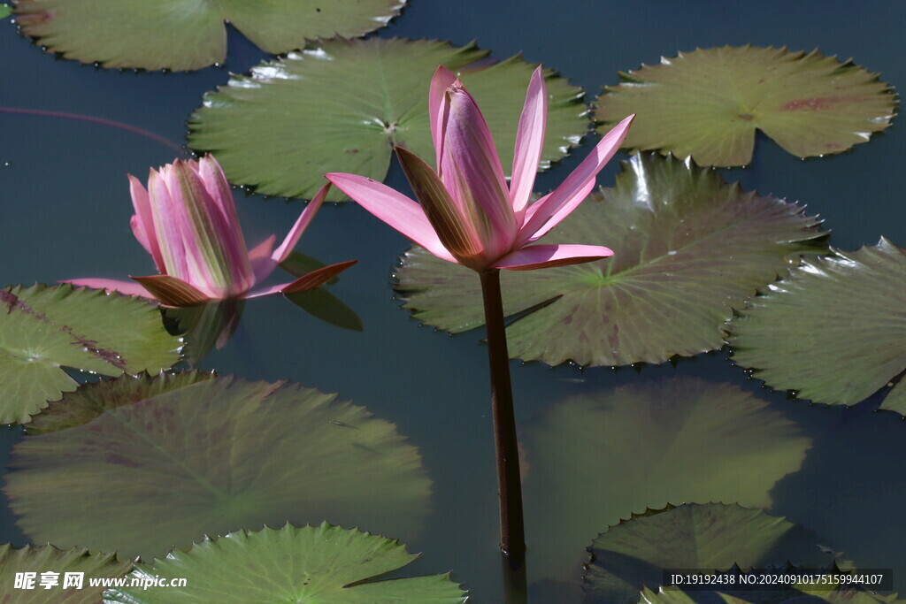 睡莲花 